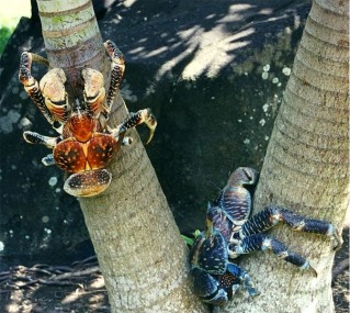 crabi pe nuci de cocos