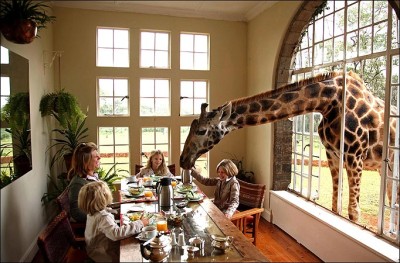 Giraffe Manor1