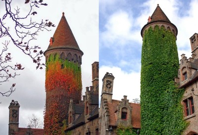 Turnul de Iederă, Belgia